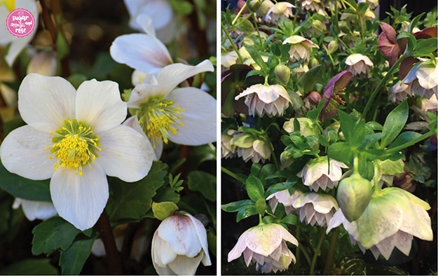 Schneerosen: links weiße mit gelbem Auge, rechts gemischtfarbene von hellrosa bis auberginefarbene Christrosen