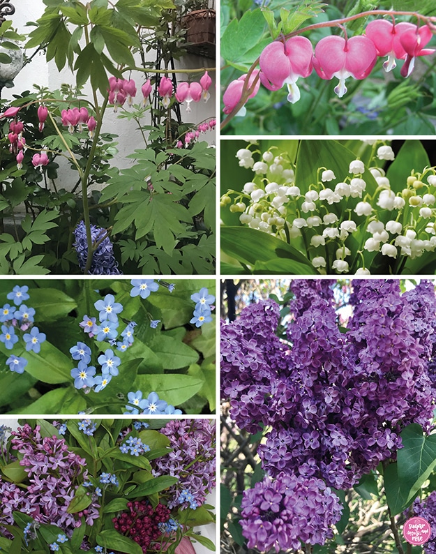 Bildkomposition mit den einzelnen Blumen: Herzblumen, Maiglöckchen, Vergissmeinnicht, dreifarbiger flieder (helllila, violett und weinrot)