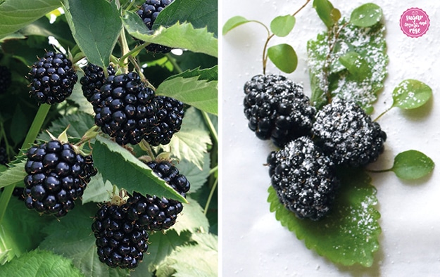 Glänzende große schwarze Brombeeren am Strauch und daneben drei Brombeeren mit Puderzucker und grünen Blättern