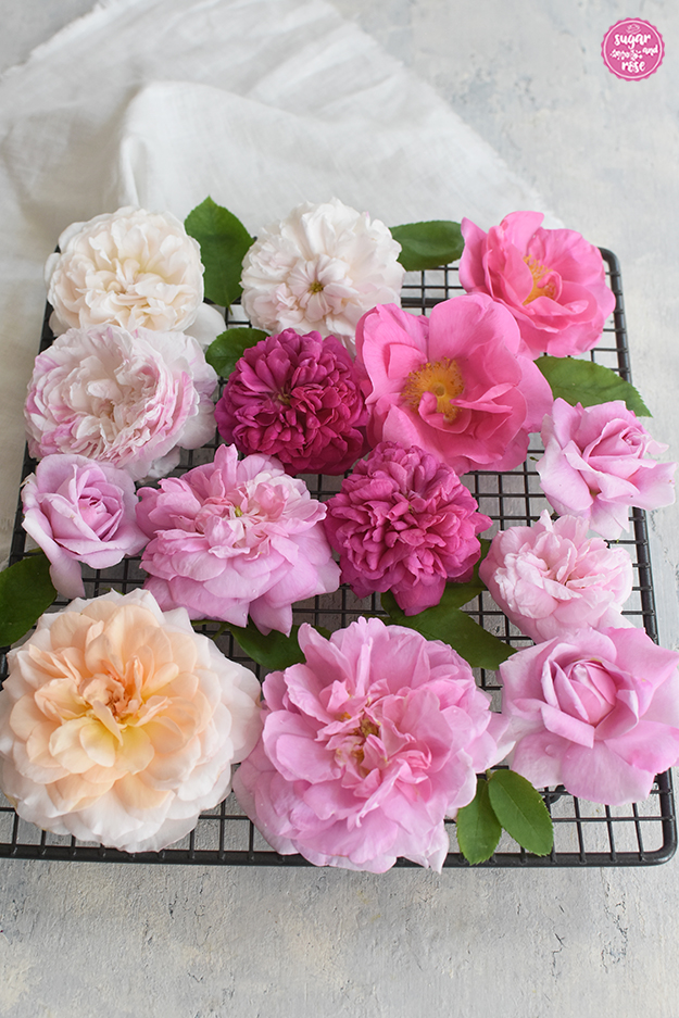 Verschiedene Duftrosenköpfe in abgestuften Rosatönen und Weiß sowie grüne Rosenblätter auf einem dunkelgrauen Gitterrost