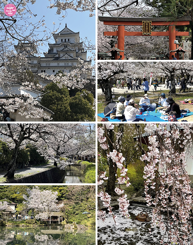 Blühende Kirschbäume in Japan vor dem weißen Kranichpalast, vor einem roten Schrein-Eingang, unter Kirschbäumen auf blauen Matten sitzende Japaner, hängende Kirschzweige über einem Brunnen