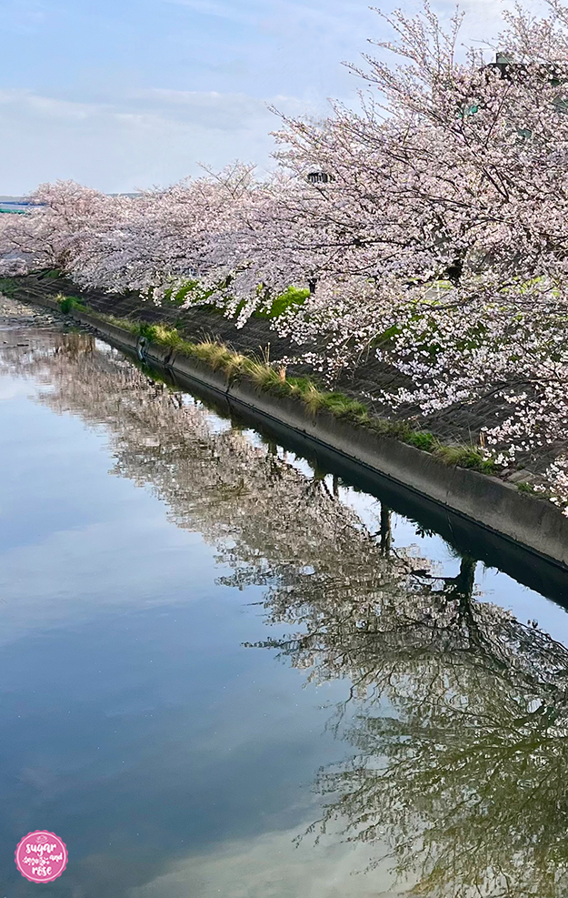 Zartrosa blühend Kirschbaumallee entlang eines Flusses, die Bäume spiegeln sich im blauen Wasser