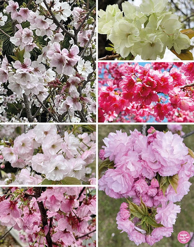 Sechs Bilder von unterschiedlichen Kirschblüten, von grünweiß über blassrosa bis kräftig pink, dreimal fünfblättrige, dreimal stark gefüllte nelkenartige Blüten