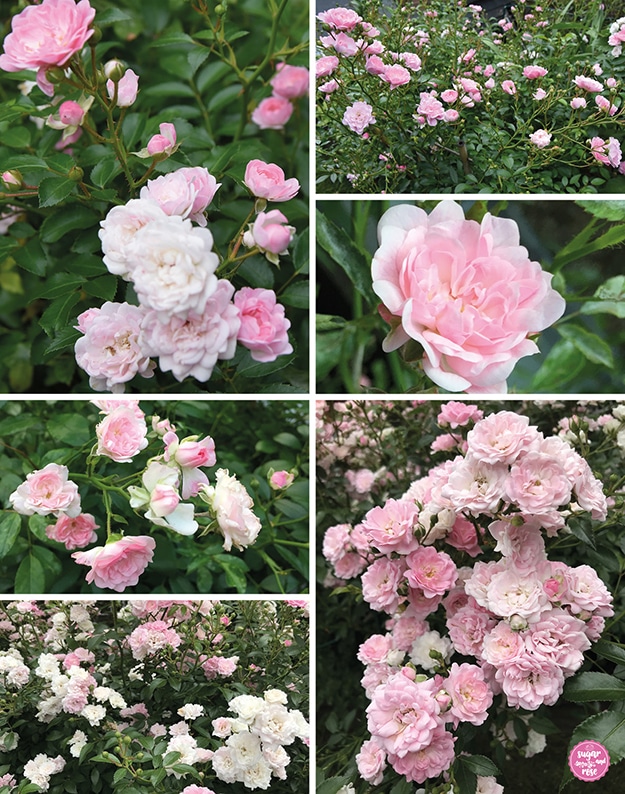 Sechs Fotos zusammengestellt von unterschiedlichen Blühstadien der Rose The Fairy: große Blütenbüschel von cremeweiß bis hellrosa