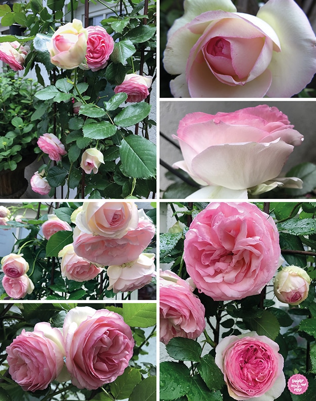 Verschiedene Blühstadien der Eden Rose mit cremeweißen Außenblättern und kräftig rosa Innenblättern