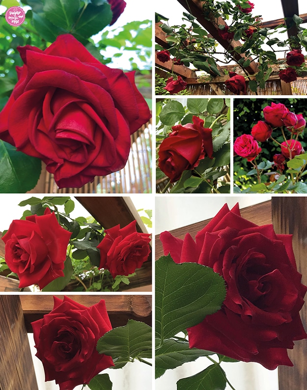 Mehrere Stadien der Santana-Kletterrose mit tiefroter Farbe, teils nahezu samtig rot, einmal entlang einer Holzpergola kletternd