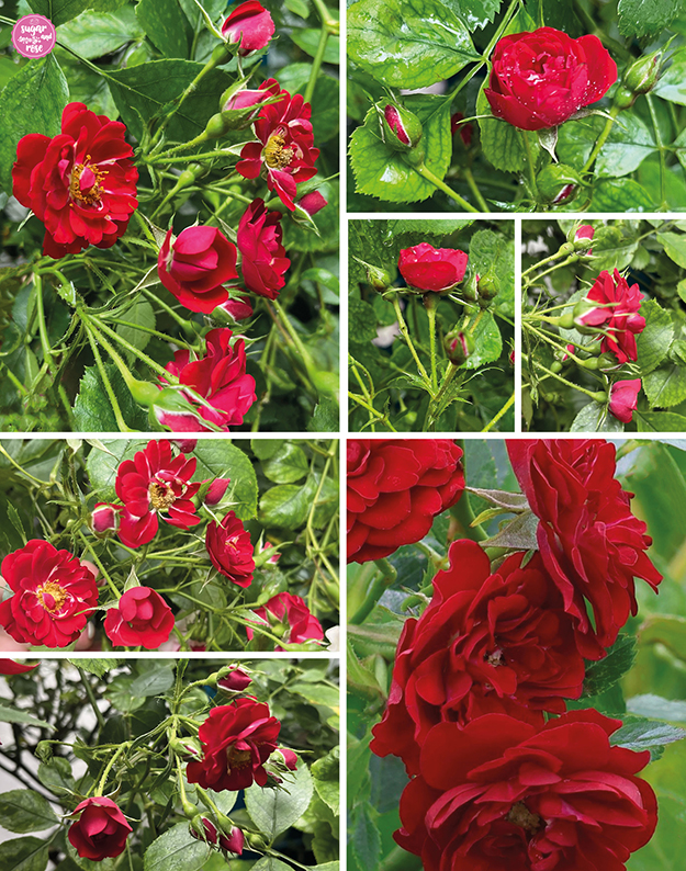 Verschiedene Blühstadien der stark verzweigten kleinen Bodendeckerrose Rote The Fairy