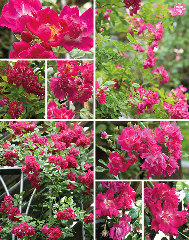 Potpourri von Fotos der knallpinken Kletterrose Super Excelsa, teilweise an der Pergola bzw. am Geländer hochrankend