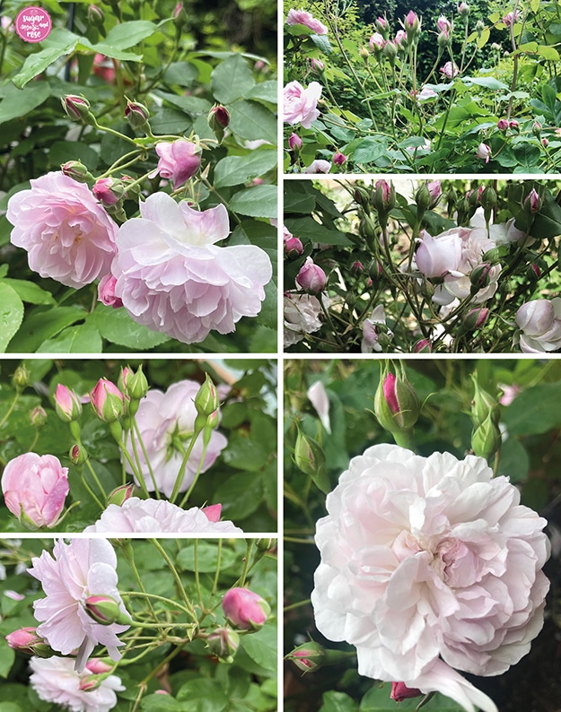 6 Ansichten der Blühstadien der kleinblütigen Blush Noisette Rose mit unzähligen Blütenrispen und Knospen