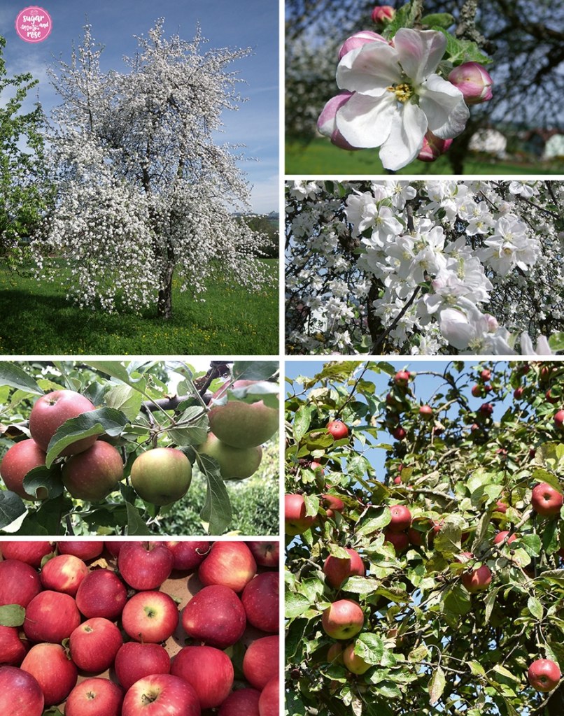 Apfelbaum in Vollblüte, daneben rosa-weiße Apfelblüten, darunter der Apfelbaum mit roten Äpfeln und daneben eine Kiste mit gepflückten roten Äpfeln