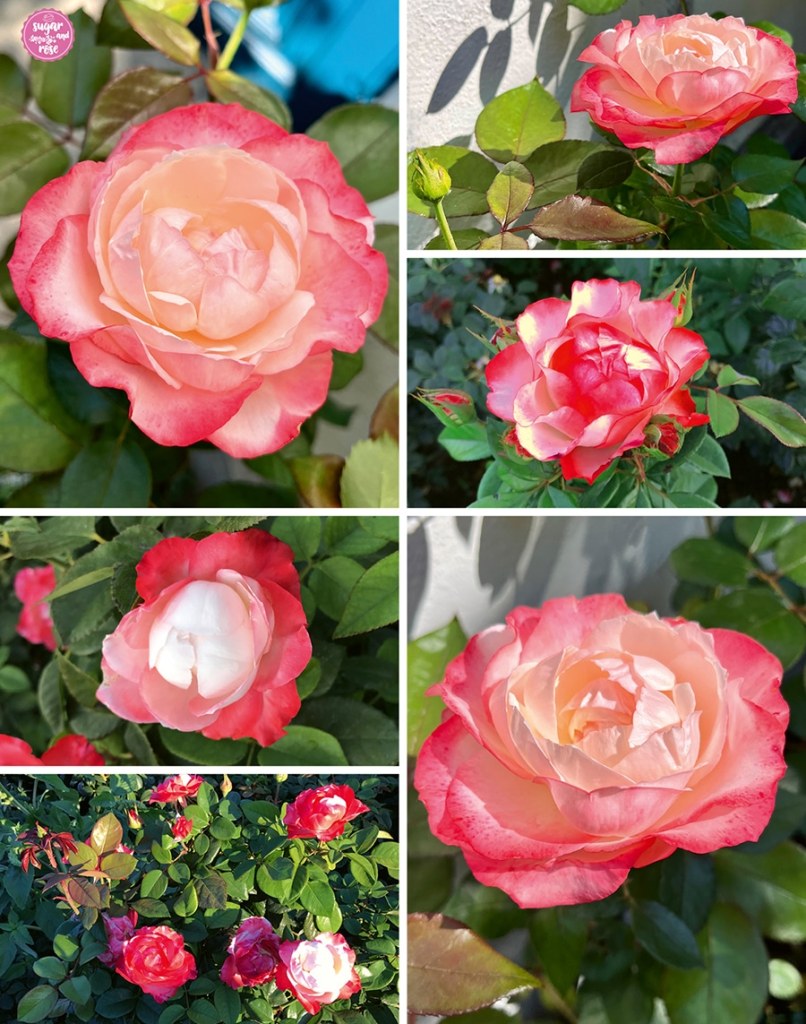 Unterschiedliche Blühstadien der Nostalgie-Rose in der Morgen- und in der Abendsonne