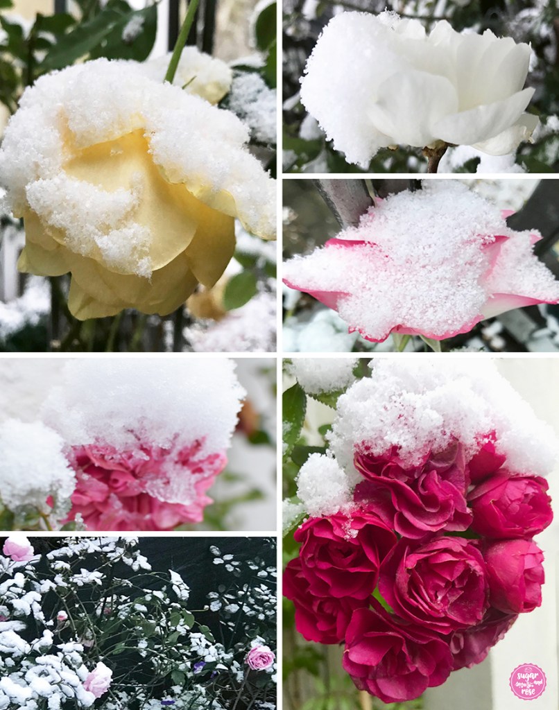 Sechs verschieden Rosenblüten in weiß, gelb, rosa bis pink mit Schneehäubchen auf den Blüten