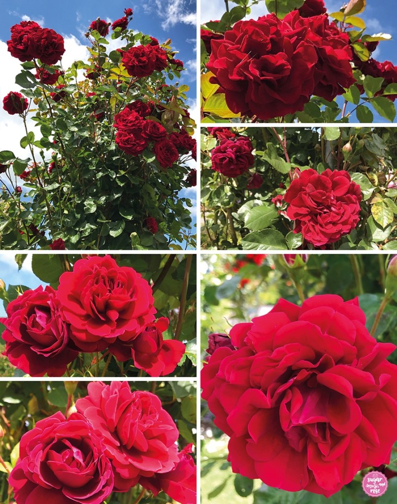 Die Naheglut-Rose in verschiedenen Detailbildern, große tiefrote Blüten und ein hoch kletternder Stamm vor blauem Himmel