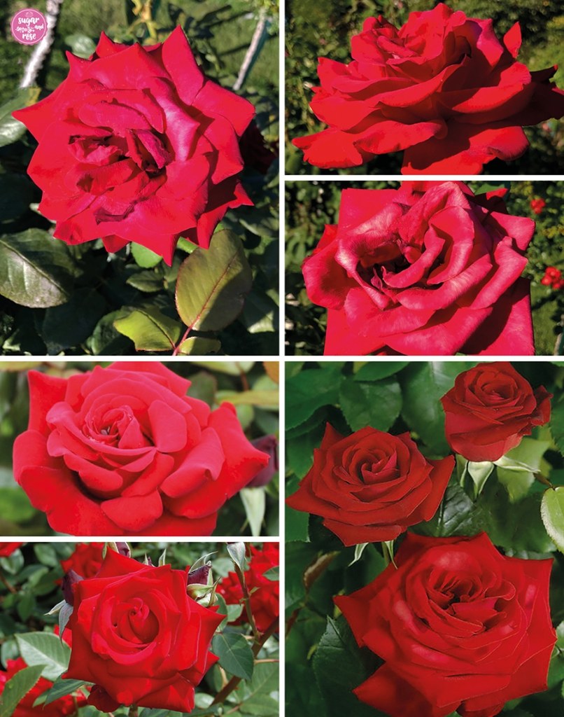 Mix aus kräftig roten und gut gefüllten roten Rosenblüten der Sorte Herz Ass in der Mittagssonne