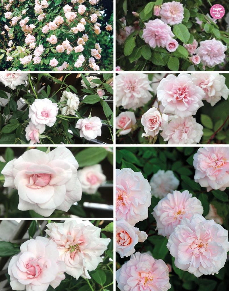 Verschiedene Blühstadien der zartrosa Blüten der Ramblerrose Clmbing Cecil Brunner