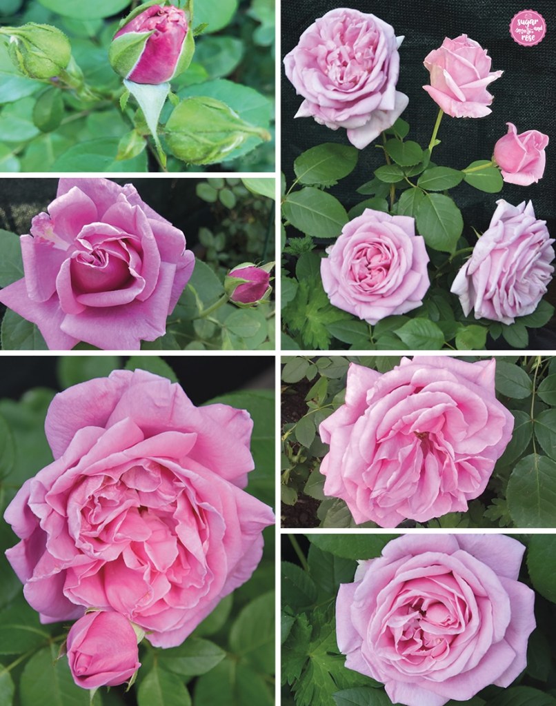 Die rosafarbene Rose Liparfum in verschiedenen Blühstadien von der Knospe zur dichten Blüte bis zu hellen verblühenden Rosen