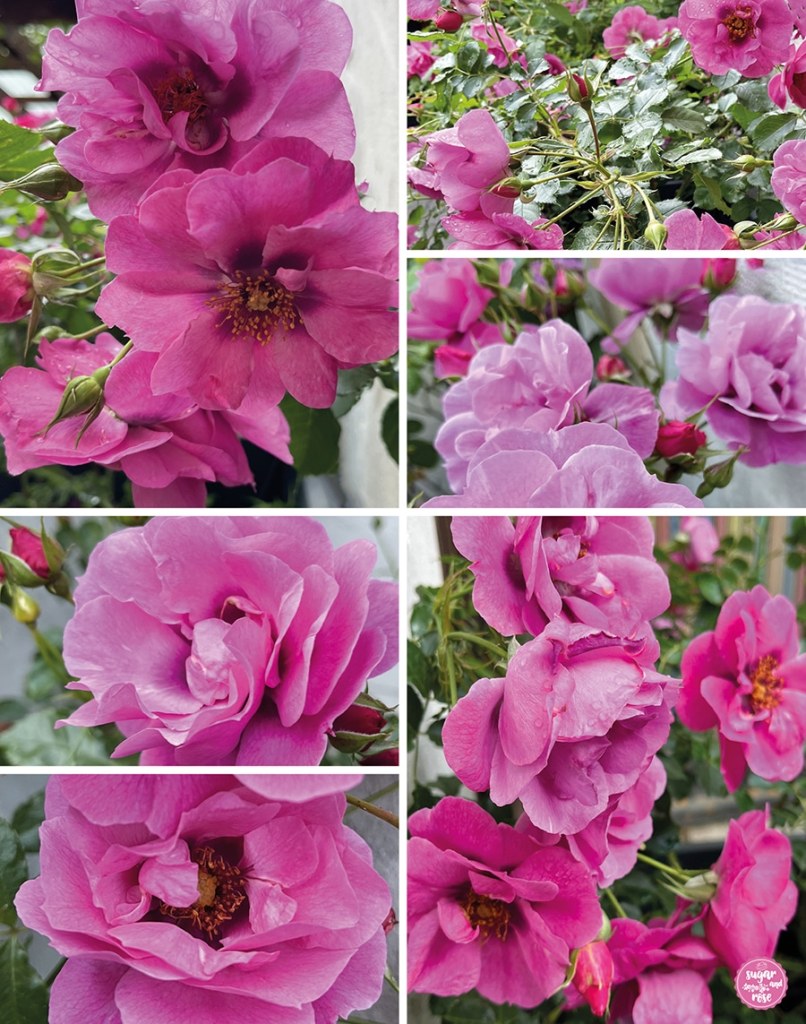 Verschiedene Blühstadien der Rose Orienta Djamila von lila, fuchsiarot bis dunkelrosa mit deutlich sichtbaren gelben Staubgefäßen 