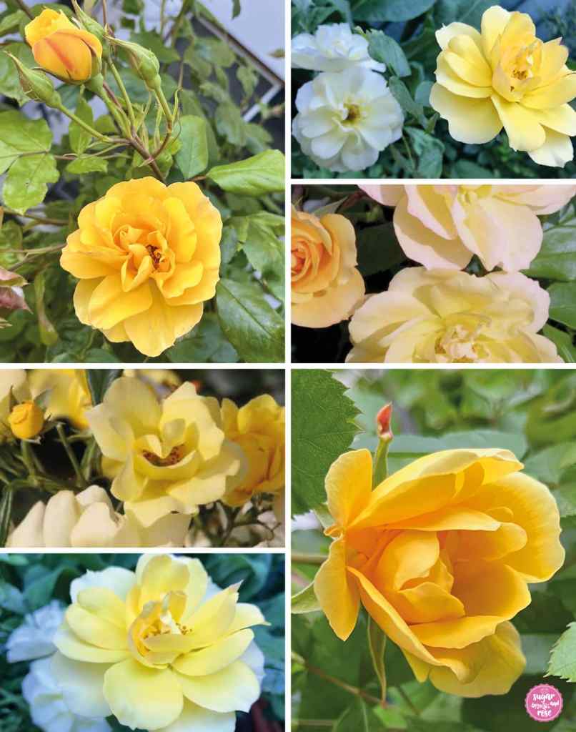 Verschiedene Blühstadien der gelben Rose Tequila Gold, die im Verblühen von dunklem satten Dottergelb in hellgelb, zitronengelb und nahezu weiße Blüten übergehen