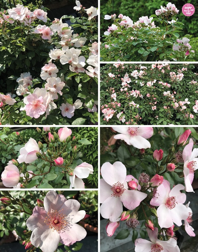 Verschieden Blühstadien der hellrosa fünfblättrigen Rose Sweet Pretty