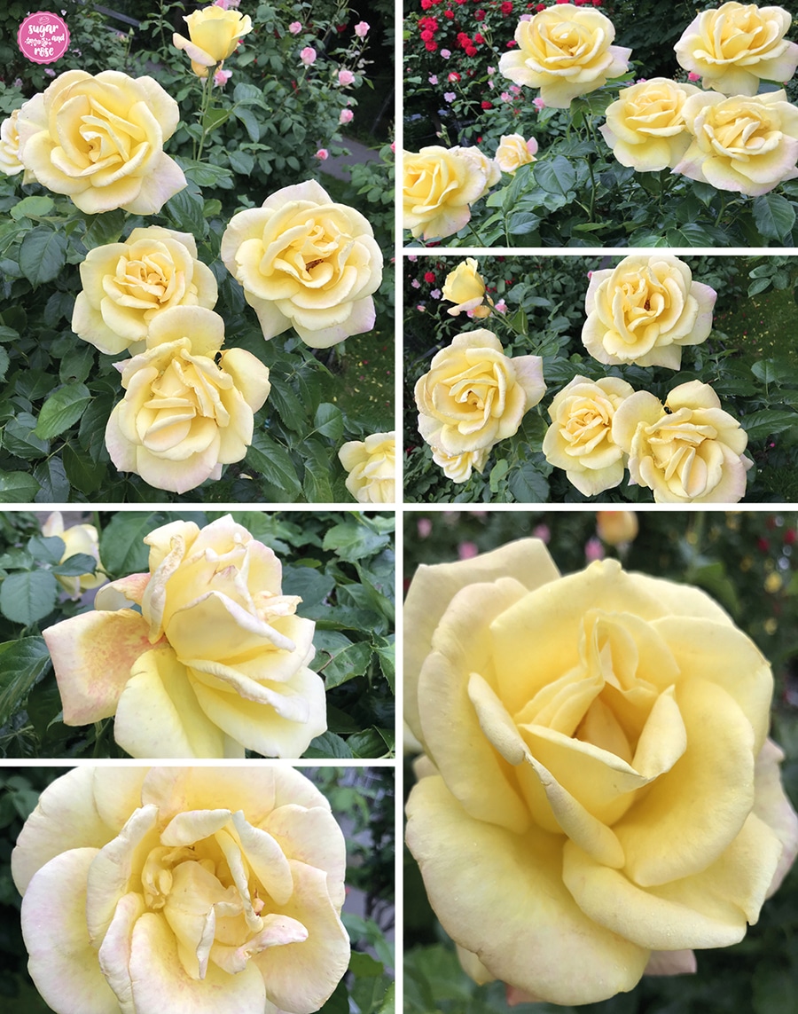 Verschiedene Blütenstadien der zart gelben Rose Zitronenjette, die Blütenränder haben teils hellrosa Einsprengsel und werden im Verblühen nahezu cremeweiß