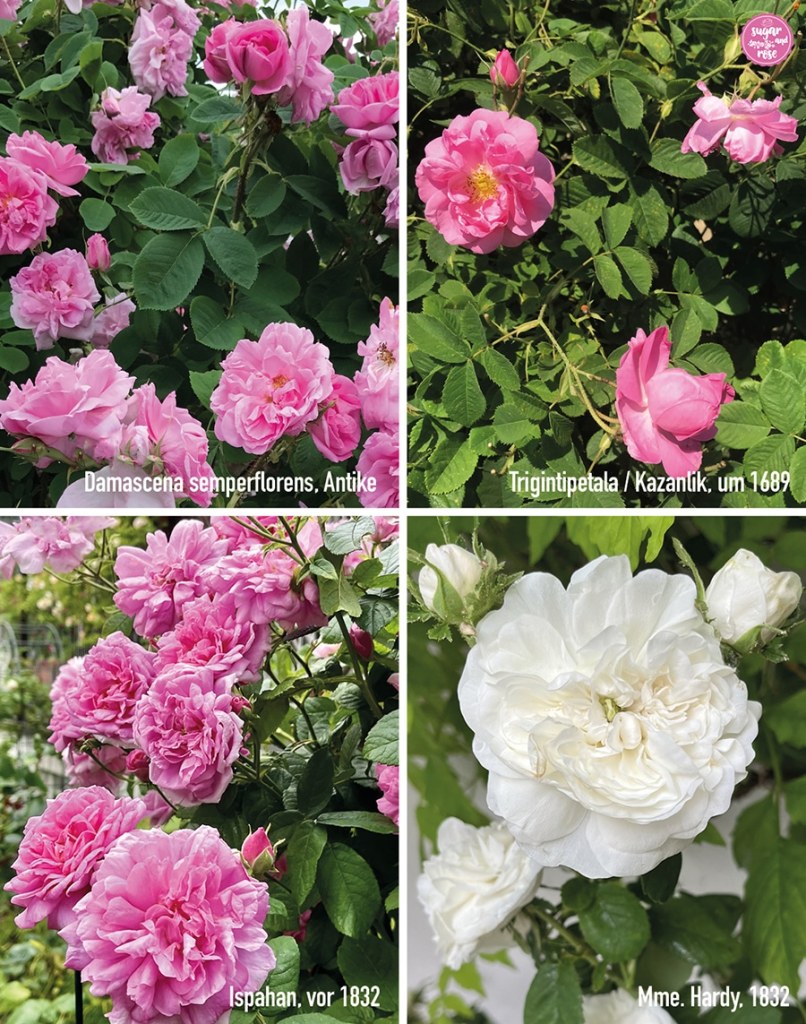 Vier Bilder von Damaszener-Rosen: rosa Damascena semperflorens aus der Antike, rosa Triginipetala, um 1689, darunter die rosa Ispahan, vor 1832, und die weiße gefüllte Madame Hardy, 1832