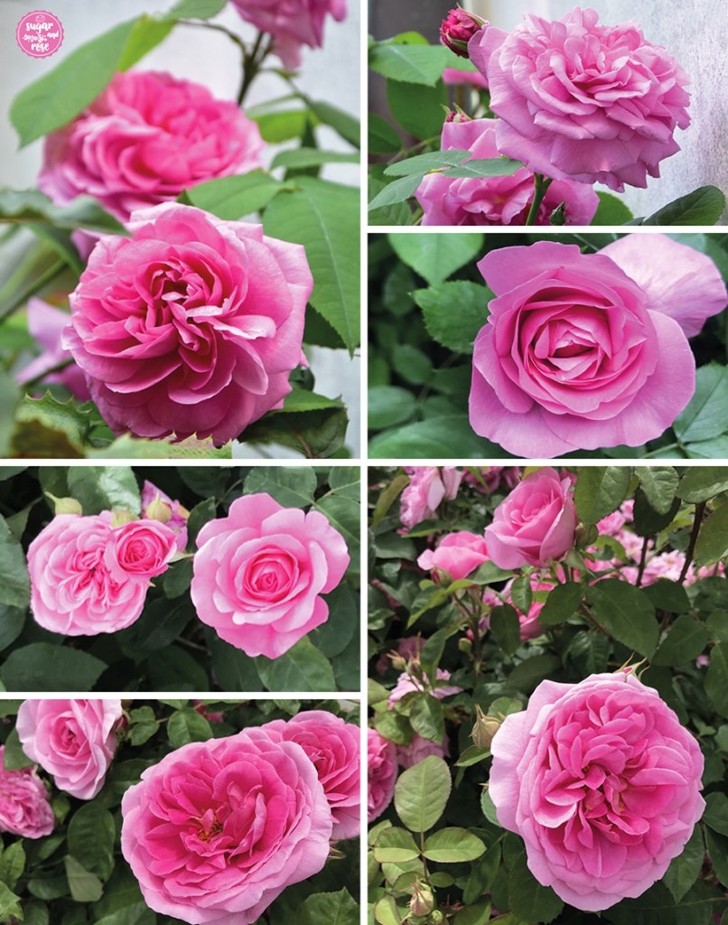 Verschiedene Blühstadien der Rose Gertrude Jekyll